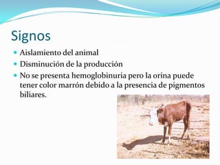 Signos
 Aislamiento del animal
 Disminución de la producción
 No se presenta hemoglobinuria pero la orina puede
tener color marrón debido a la presencia de pigmentos
biliares.
 