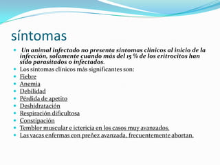 síntomas
 Un animal infectado no presenta síntomas clínicos al inicio de la
infección, solamente cuando más del 15 % de los eritrocitos han
sido parasitados o infectados.
 Los síntomas clínicos más significantes son:
 Fiebre
 Anemia
 Debilidad
 Pérdida de apetito
 Deshidratación
 Respiración dificultosa
 Constipación
 Temblor muscular e ictericia en los casos muy avanzados.
 Las vacas enfermas con preñez avanzada, frecuentemente abortan.
 