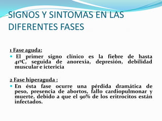 SIGNOS Y SINTOMAS EN LAS
DIFERENTES FASES
1 Fase aguda:
 El primer signo clínico es la fiebre de hasta
41ºC, seguida de anorexia, depresión, debilidad
muscular e ictericia
2 Fase hiperaguda :
 En ésta fase ocurre una pérdida dramática de
peso, presencia de abortos, fallo cardiopulmonar y
muerte, debido a que el 90% de los eritrocitos están
infectados.
 
