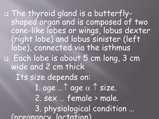  The thyroid gland is a butterfly-
shaped organ and is composed of two
cone-like lobes or wings, lobus dexter
(right lobe) and lobus sinister (left
lobe), connected via the isthmus
 Each lobe is about 5 cm long, 3 cm
wide and 2 cm thick
Its size depends on:
1. age … age   size.
2. sex … female > male.
3. physiological condition …
 