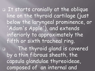  It starts cranially at the oblique
line on the thyroid cartilage (just
below the laryngeal prominence, or
'Adam's Apple'), and extends
inferiorly to approximately the
fifth or sixth tracheal ring.
 The thyroid gland is covered
by a thin fibrous sheath, the
capsula glandulae thyreoideae,
composed of an internal and
 