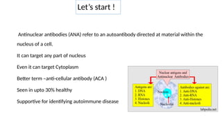 Let’s start !
Antinuclear antibodies (ANA) refer to an autoantibody directed at material within the
nucleus of a cell.
It can target any part of nucleus
Even it can target Cytoplasm
Better term –anti-cellular antibody (ACA )
Seen in upto 30% healthy
Supportive for identifying autoimmune disease
 