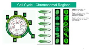 9
Cell Cycle - Chromosomal Regions
 