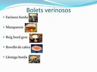 Bolets verinosos
 Farinera borda
 Mataparent

 Reig bord groc
 Rovelló de cabra
 Llenega borda

 