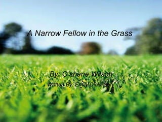 A Narrow Fellow in the Grass   By: O’shane Wilson Written By: Emily Dickinson   