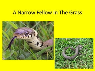 A Narrow Fellow In The Grass 