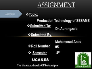 ASSIGNMENT
AGRONOMY Topic:
Production Technology of SESAME
Submitted To:
Dr. Aurangzaib
Submitted By:
Muhammad Anas
The islamia university OF bahawalpur
 Semester 4th
Roll Number 05
UCA&ES
 