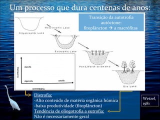 Um processo que dura centenas de anos:
Transição da autotrofia
autóctone:
fitoplâncton  a macrófitas

Distrofia:
-Alto conteúdo de matéria orgânica húmica
-baixa produtividade (fitoplâncton)
Tendência de oliogotrofia a eutrofia:
Não é necessariamente geral

Wetzel,
1981

 