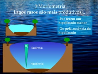 Morfometria
Lagos rasos são mais produtivos...
-Por terem um
hipolímnio menor
-Ou pela ausência do
hipolímnio

O2

Epilímnio

Hipolímnio

 