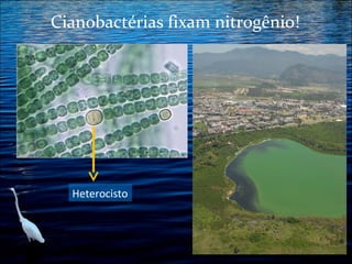 Cianobactérias fixam nitrogênio!

Heterocisto

 