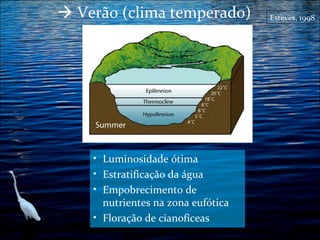  Verão (clima temperado)

• Luminosidade ótima
• Estratificação da água
• Empobrecimento de

nutrientes na zona eufótica
• Floração de cianofíceas

Esteves, 1998

 