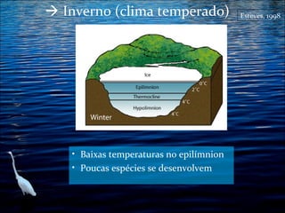  Inverno (clima temperado)

• Baixas temperaturas no epilímnion
• Poucas espécies se desenvolvem

Esteves, 1998

 