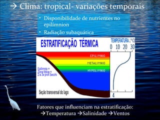  Clima: tropical- variações temporais
• Disponibilidade de nutrientes no

epilímnion
• Radiação subaquática

Fatores que influenciam na estratificação:
Temperatura Salinidade Ventos

 