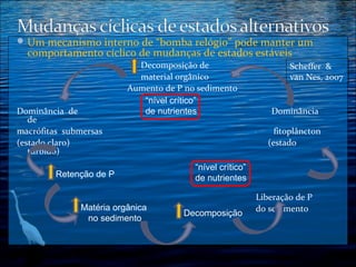  Um mecanismo interno de “bomba relógio” pode manter um

comportamento cíclico de mudanças de estados estáveis

Dominância de
de
macrófitas submersas
(estado claro)
túrbido)

Decomposição de
material orgânico
Aumento de P no sedimento
“nível crítico”
de nutrientes

Retenção de P

Matéria orgânica
no sedimento

Scheffer &
van Nes, 2007

Dominância
fitoplâncton
(estado

“nível crítico”
de nutrientes

Decomposição

Liberação de P
do sedimento

 