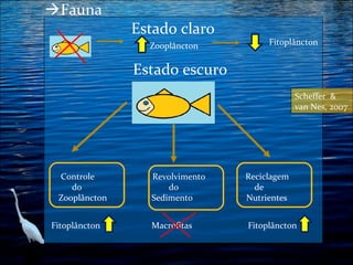 Fauna
Estado claro
Zooplâncton

Fitoplâncton

Estado escuro
Scheffer &
van Nes, 2007

Controle
do
Zooplâncton
Fitoplâncton

Revolvimento
do
Sedimento

Reciclagem
de
Nutrientes

Macrófitas

Fitoplâncton

 