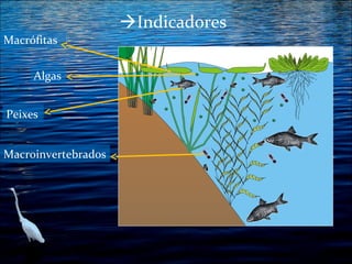 Indicadores
Macrófitas
Algas
Peixes
Macroinvertebrados

 
