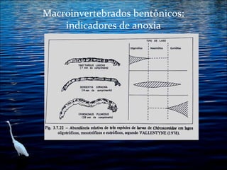 Macroinvertebrados bentônicos:
indicadores de anoxia

 