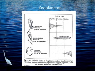 Zooplâncton

 