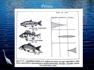 Peixes

 