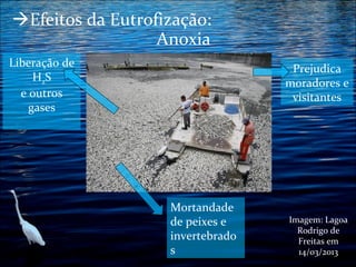 Efeitos da Eutrofização:
Anoxia
Liberação de
H2S
e outros
gases

Prejudica
moradores e
visitantes

Mortandade
de peixes e
invertebrado
s

Imagem: Lagoa
Rodrigo de
Freitas em
14/03/2013

 