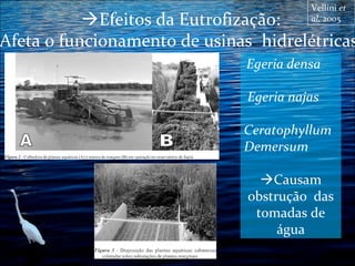 Vellini et
al, 2005

Efeitos da Eutrofização:
Afeta o funcionamento de usinas  hidrelétricas
 Egeria

densa

Egeria najas
Ceratophyllum
Demersum
Causam
obstrução das
tomadas de
água

 