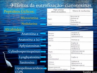 Efeitos da eutrofização- cianotoxinas
Peptídeos Cíclicos:
Microcistina
Nodularina

Alcalóides:
Anatoxina a
Anatoxina a (s)
Aplysiatoxinas
Cylindrospermopsinas
Lyngbyatoxina
Saxitoxina
Lipopolissacarídeos
Tundisi, 2003

 