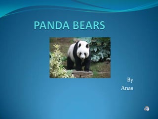PANDA BEARS By Anas 