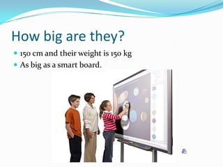 How big are they?150 cm and their weight is 150 kgAs big as a smart board.  