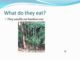 What do they eat?They usually eat bamboo tree