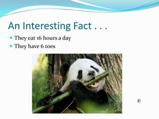 An Interesting Fact . . .They eat 16 hours a dayThey have 6 toes 