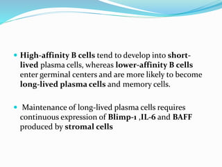  High-affinity B cells tend to develop into short-
lived plasma cells, whereas lower-affinity B cells
enter germinal centers and are more likely to become
long-lived plasma cells and memory cells.
 Maintenance of long-lived plasma cells requires
continuous expression of Blimp-1 ,IL-6 and BAFF
produced by stromal cells
 