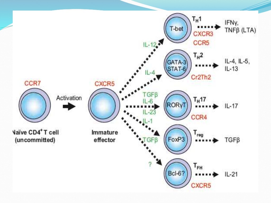 anti nuclear antibody