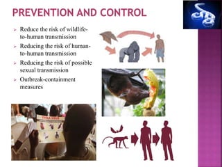  Reduce the risk of wildlife-
to-human transmission
 Reducing the risk of human-
to-human transmission
 Reducing the risk of possible
sexual transmission
 Outbreak-containment
measures
 
