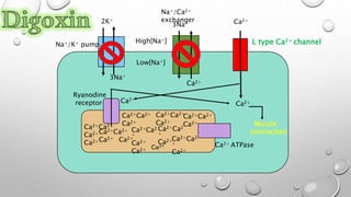 Mode of action of digoxin || Pharmacology || Anurag Gupta ...