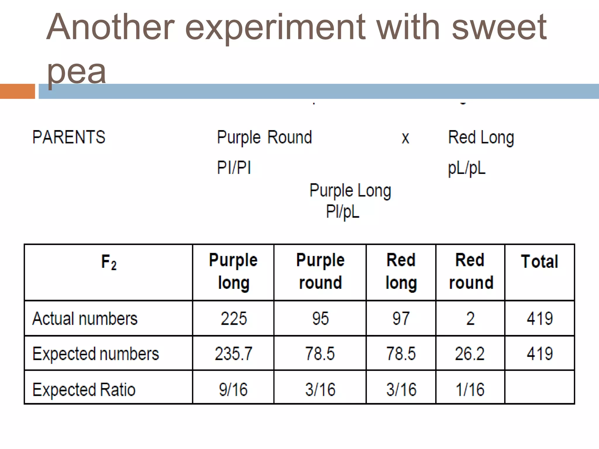 Another experiment with sweet
pea
 