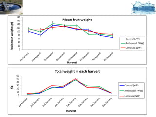180
                         160       Mean fruit weight
Fruit mean weight (gr)



                         140
                         120
                         100
                          80
                          60                                  Control (wW)
                          40                                  Anthoupoli (WW)
                          20
                                                              Lemesos (WW)
                           0




                                      Harvest

                               Total weight in each harvest
                         60
                         50
                         40
                         30                                   Control (wW)
Kg




                         20
                         10                                   Anthoupoli (WW)
                          0                                   Lemesos (WW)




                                      Harvest
 