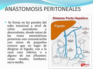 Se forma en las paredes del
tubo intestinal a nivel de
colon ascendente y
descendente, donde raíces de
las venas mesentéricas
presentan una comunicación
con raíces de pequeños
troncos que en lugar de
dirigirse al hígado, van a la
vena cava inferior o a
alguno de sus afluentes:
venas renales, lumbares,
sacra media.
 