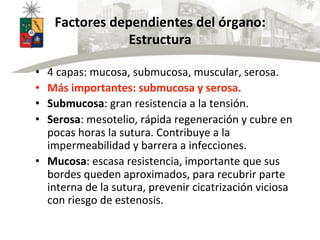 Factores	
  dependientes	
  del	
  órgano:	
  
Estructura	
  
•  4	
  capas:	
  mucosa,	
  submucosa,	
  muscular,	
  sero...