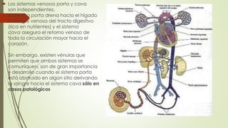  Los sistemas venosos porta y cava
son independientes.
El sistema porta drena hacia el hígado
la sangre venosa del tracto digestivo
(rica en nutrientes) y el sistema
cava asegura el retorno venoso de
toda la circulación mayor hacia el
corazón.
Sin embargo, existen vénulas que
permiten que ambos sistemas se
comuniquen, son de gran importancia
y desarrollo cuando el sistema porta
está obstruido en algún sitio derivando
la sangre hacia el sistema cava sólo en
casos patológicos
 