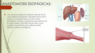 ANASTOMOSIS ESOFÁGICAS:
 Las venas esofágicas inferiores drenan en la
vena gástrica izquierda, tributaria de la vena
porta y se anastomosan con las venas
esofágicas medias y superiores que drenan en
la vena ácigos, tributaria de la vena cava
superior. Su aumento de calibre puede
generar várices esofágicas.
 