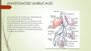 ANASTOMOSIS UMBILICALES
Las venas para umbilicales, tributarias de
la vena porta se anastomosan
con venas epigástricas, que drenan en la
vena subclavia, tributaria de la vena cava
superior. El aumento de calibre puede
producir varicosidades de las venas que
irradian del ombligo, formando la llamada
“cabeza de medusa”.
 