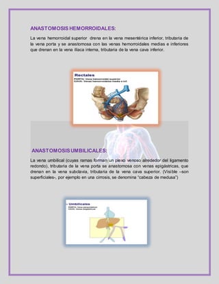 ANASTOMOSIS HEMORROIDALES:
La vena hemorroidal superior drena en la vena mesentérica inferior, tributaria de
la vena porta y se anastomosa con las venas hemorroidales medias e inferiores
que drenan en la vena ilíaca interna, tributaria de la vena cava inferior.
ANASTOMOSISUMBILICALES:
La vena umbilical (cuyas ramas forman un plexo venoso alrededor del ligamento
redondo), tributaria de la vena porta se anastomosa con venas epigástricas, que
drenan en la vena subclavia, tributaria de la vena cava superior. (Visible –son
superficiales-, por ejemplo en una cirrosis, se denomina “cabeza de medusa”)
 