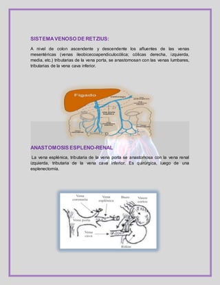SISTEMAVENOSO DE RETZIUS:
A nivel de colon ascendente y descendente los afluentes de las venas
mesentéricas (venas ileobicecoapendiculocólica; cólicas derecha, izquierda,
media, etc.) tributarias de la vena porta, se anastomosan con las venas lumbares,
tributarias de la vena cava inferior.
ANASTOMOSIS ESPLENO-RENAL
La vena esplénica, tributaria de la vena porta se anastomosa con la vena renal
izquierda, tributaria de la vena cava inferior. Es quirúrgica, luego de una
esplenectomía.
 