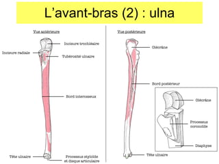 L’avant-bras (2) : ulna Vue antérieure Vue postérieure Incisure trochléaire Incisure radiale Tubérosité ulnaire Bord interosseux T ête ulnaire Processus stylo ïde et disque articulaire Olécr âne Bord postérieur T ête ulnaire Diaphyse Processus corono ïde Olécr âne 