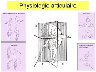 Physiologie articulaire Flexion-extension et adduction Abduction Rotation Flexion-extension horizontale 