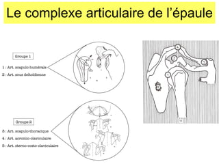 Le complexe articulaire de l’épaule 1 : Art. scapulo-humérale 2 : Art. sous delto ïdienne 3 : Art. scapulo-thoracique 4 : Art. acromio-claviculaire 5 : Art. sterno-costo-claviculaire Groupe 1 Groupe 2 