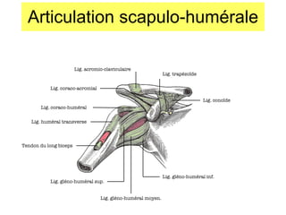 Articulation scapulo-humérale Tendon du long biceps Lig. acromio-claviculaire Lig. coraco-acromial Lig. coraco-huméral Lig. huméral transverse Lig. trapézo ïde Lig. cono ïde Lig. gléno-huméral inf. Lig. gléno-huméral moyen. Lig. gléno-huméral sup. 