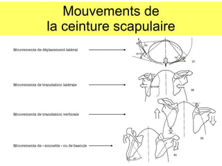 Mouvements de la ceinture scapulaire Mouvements de déplacement latéral Mouvements de « sonnette » ou de bascule Mouvements de translation verticale Mouvements de translation latérale 
