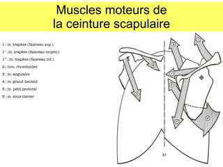 Muscles moteurs de la ceinture scapulaire 1 : m. trapèze (faisceau sup.) 1’ : m. trapèze (faisceau moyen) 1’’ : m. trapèze (faisceau inf.) 2 : mm. rhombo ïdes 3 : m. angulaire 4 : m. grand dentelé 5 : m. petit pectoral 6 : m. sous clavier 