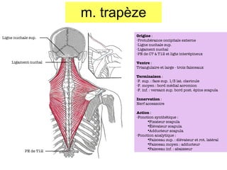 m. trapèze Ligne nuchale sup. Ligament nuchal PE de T12 Origine  :  Protubérance occipitale externe Ligne nuchale sup. Ligament nuchal PE de C7 à T12 et ligts interépineux Ventre  : Triangulaire et large - trois faisceaux Terminaison  : F. sup. : face sup. 1/3 lat. clavicule F. moyen : bord médial acromion F. inf. : versant sup. bord post. épine scapula Innervation  : Nerf accessoire Action  : Fonction synthétique : Fixateur scapula Élévateur scapula Adducteur scapula Fonction analytique : Faisceau sup. : élévateur et rot. latéral Faisceau moyen : adducteur Faisceau inf. : abaisseur 